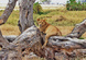 Tanzania - Safari z Wielką Piątką i wypoczynek na Zanzibarze