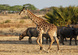 Tanzania - Safari z Wielką Piątką i wypoczynek na Zanzibarze