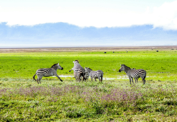 Przylot do Tanzanii i Safari w Parku Narodowym Tarangire