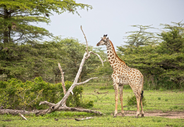 Przylot do Tanzanii i Safari w Parku Narodowym Tarangire