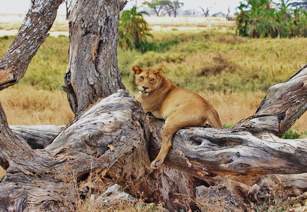 Safari w Rezerwacie Przyrody Ngorongoro