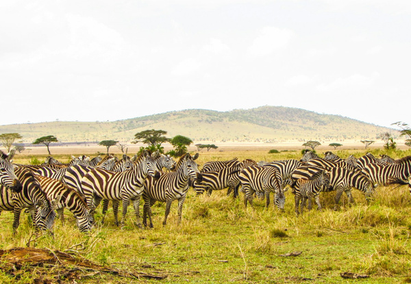 Safari w Parku Narodowym Jeziora Manyara