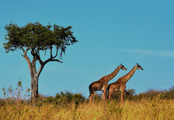 Safari w Parku Narodowym Jeziora Manyara