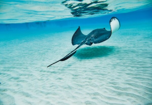 Princess Cays, Bahamy