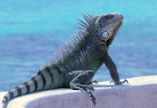 Bonaire