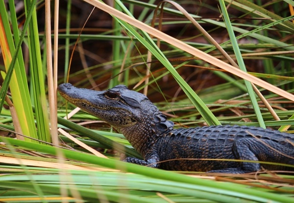 Ft. Lauderdale, wyokrętowanie, wycieczka do PN Everglades