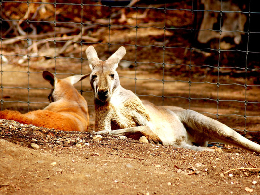 Rejs Australia i Nowa Zelandia – zachwycający duet