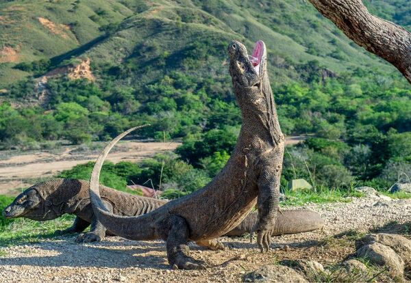 Komodo, Indonezja