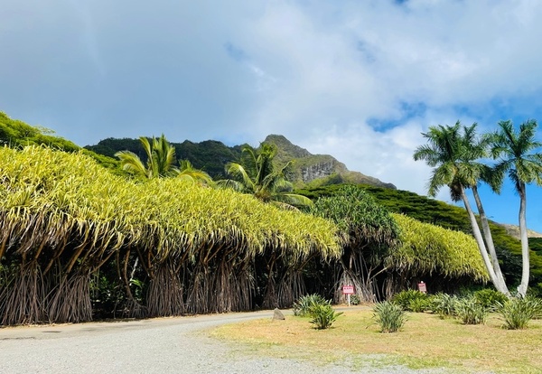 O’ahu (Honolulu)/Hawaje